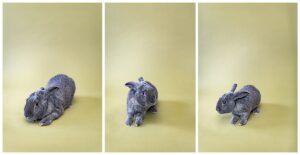 Bloom and Blossom Hampton, Counseling Hampton, Misty Saves the Day, Virginia Mental health marketing, Marketing for mental health professionals, The Studio Hampton Roads